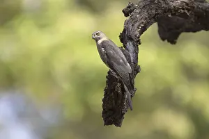Shikra (Accipiter badius dussumieri) adult