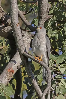 Shikra (Accipiter badius), Savuti