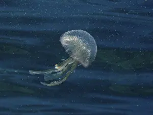 A shimmering jellyfish (Pelagia noctiluca) moves gently through the water in the Mediterranean near Hyeres