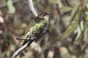 Shining Bronze Cuckoo (Chrysococcyx lucidus) female