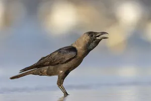 Shining Crow, Indian House Crow