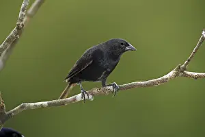 Shiny Cowbird (Molothrus bonariensis)
