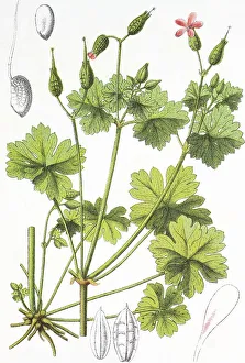 Shiny cranesbill or geranium (Geranium lucidum)