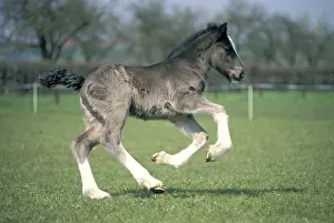Shire Horse foal