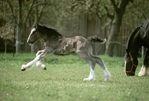 Shire Horse foal