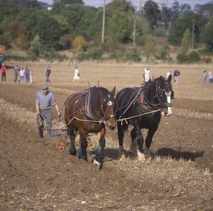 Shire Horse Two horses pulling the plough