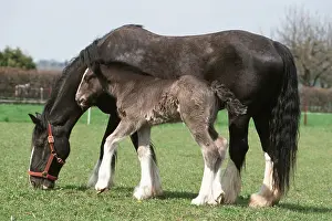 Shire Horses, mare with foal