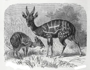 Shirring Antelope, Bushbuck (Tragelaphus scriptus)
