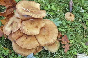 Shitake real forest tree mushrooms grow on forest grassy green glade