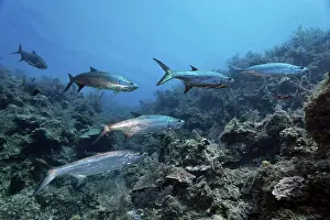 Shoal of atlantic tarpon (Megalops atlanticus) swimming over coral reef