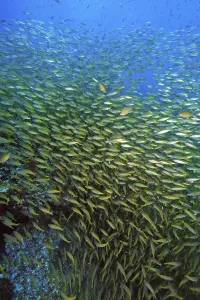 Shoal of Bigeye snapper (Lutjanus lutjanus)