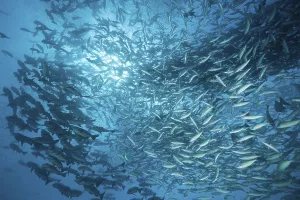 Shoal with black snappers and fusiliers