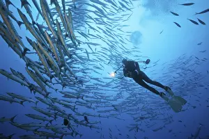 Shoal of Blackfin Barracuda, Sphyrana qenie