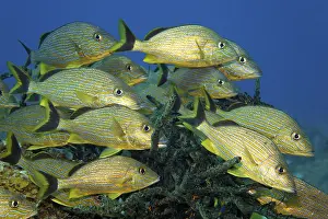 Shoal of blue-striped grunts (Haemulon sciurus)