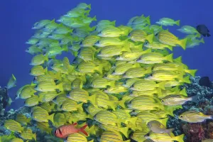 Shoal of bluestripe snapper (Lutjanus kasmira) swimming over reef with corals