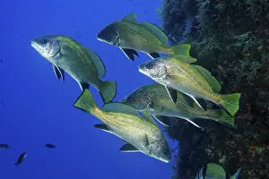 Shoal of Brown meagre (Sciaena umbra)