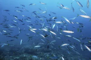 Category Coral Reefs DE Prints: Shoal of Decapterus mackerel (Decapterus tabl) swimming in the open sea over coral reef