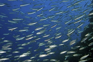 Shoal of fish with sardines (Sardinops sagax), Eastern Atlantic, Canary Islands, Spain, Europe