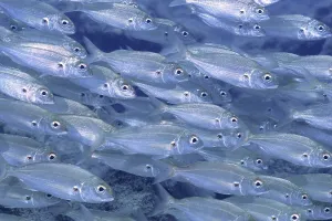 Shoal of fish, shoal, group of arctic seabream (Pagellus acarne)