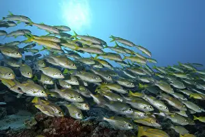 Shoal of fish with species of snapper (Lutjanus)