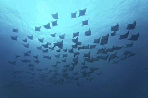 Shoal of golden cownose rays (Rhinoptera steindachneri)