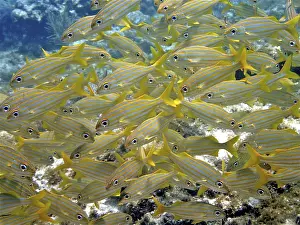 Category Coral Reefs DE Prints: Shoal, group of smallmouth grunt (Haemulon chrysargyreum)