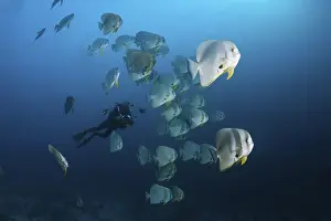 Shoal of Longfin Batfish, Platax teira