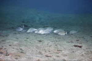 Shoal of marble sea bream (Lithognathus mormyrus)