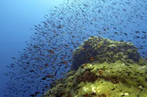 Shoal of Mediterranean Flagfish