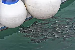 A shoal of mullets next to a fishing boat in the harbour basin