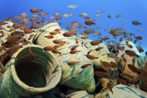 Shoal of Orangelined Cardinalfish (Archamia fucata) above amphoras
