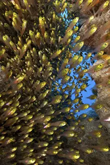 Shoal of pigmy sweeper (Parapriacanthus ransonneti) swimming through small cave