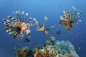 Shoal of Red Lionfish or African Lionfish (Pterois volitans)