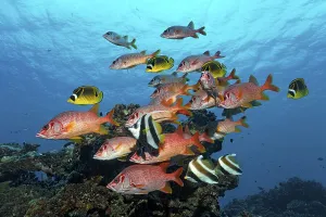 Shoal of Sabre Squirrelfish