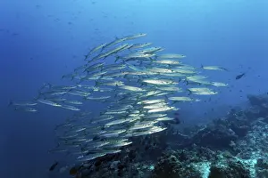 Shoal of sawtooth barracudas (Sphyraena putnamae) swimming across coral reef