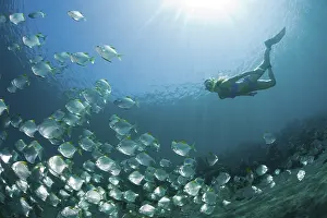 Shoal of silverfin butterflies and snorkellers