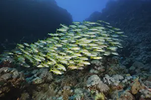Shoal of yellowfin mullets, Mulloidichthys vanicolensis