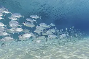 Shoal, young fish, bigeye trevally (Caranx sexfasciatus)