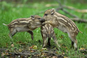 Shoats, boars (Sus scrofa), playing
