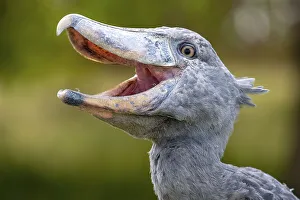 Shoebill (Balaeniceps rex), also Abu Markub