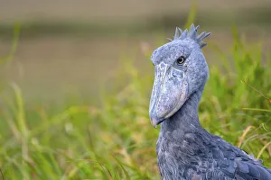 Shoebill (Balaeniceps rex), also Abu Markub