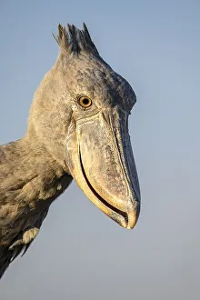 Shoebill (Balaeniceps rex), also Abu Markub