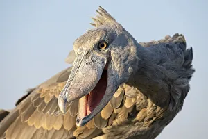 Shoebill (Balaeniceps rex), also Abu Markub