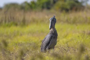 Shoebill (Balaeniceps rex), also Abu Markub