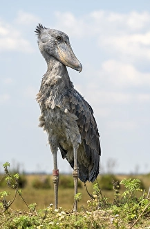 Shoebill (Balaeniceps rex), also Abu Markub