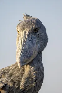 Shoebill (Balaeniceps rex), also Abu Markub