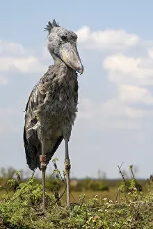 Shoebill (Balaeniceps rex), also Abu Markub