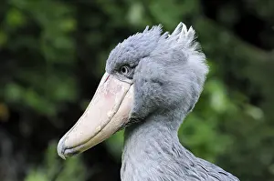 Shoebill (Balaeniceps rex), Abu Markub