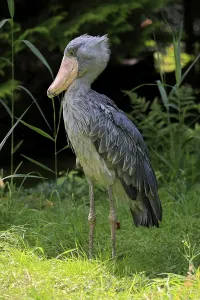 Shoebill (Balaeniceps rex), adult