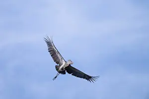 Shoebill (Balaeniceps rex) in flight